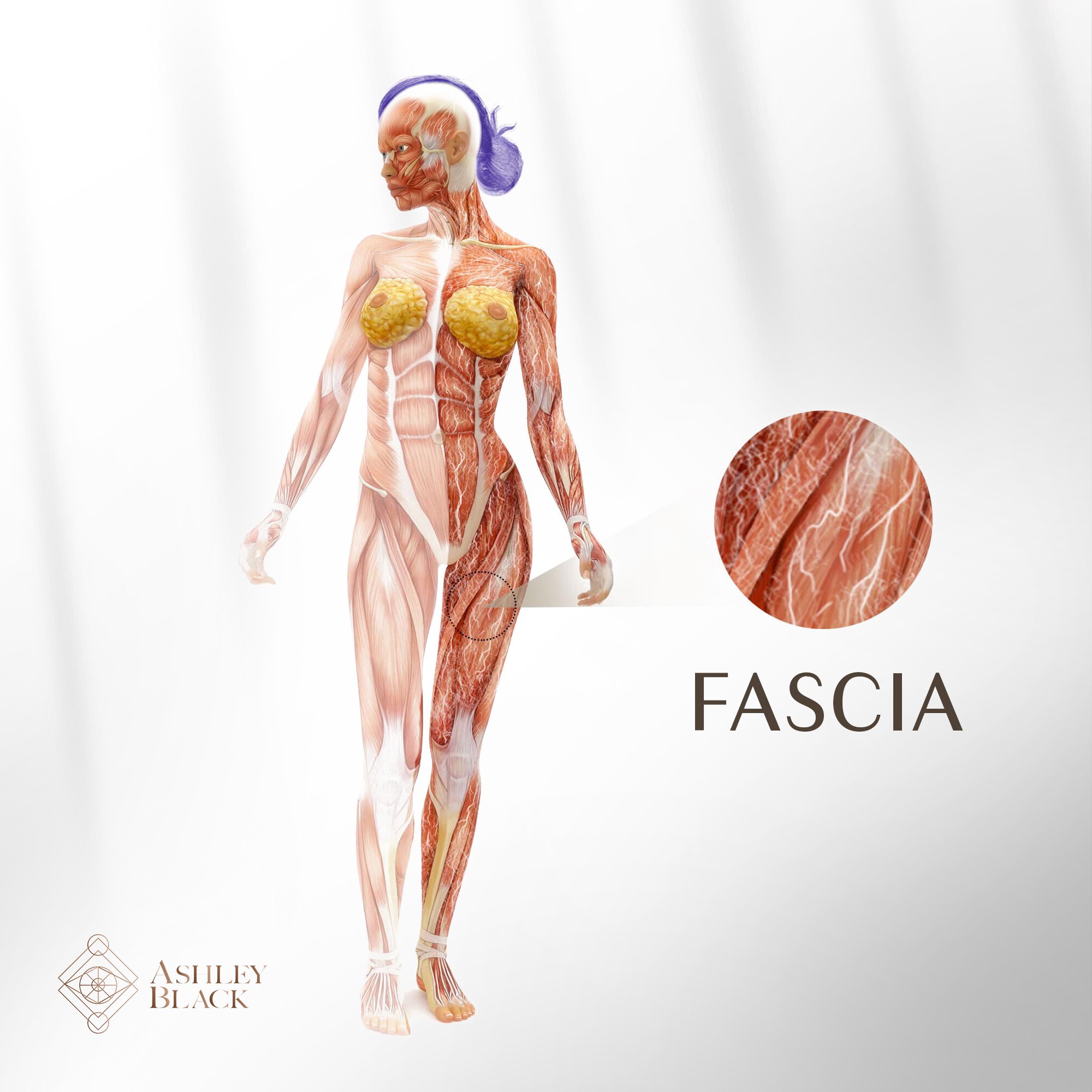 Fascia - Woman Diagram